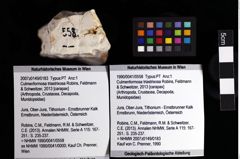 Foto (Objket + Etiketten) von Culmenformosa triastrixosa (Robins, Feldmann & Schweitzer, 2013) 